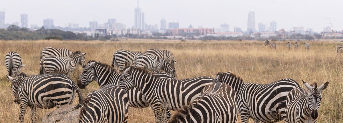 Safari Tours in Nairobi Kenya