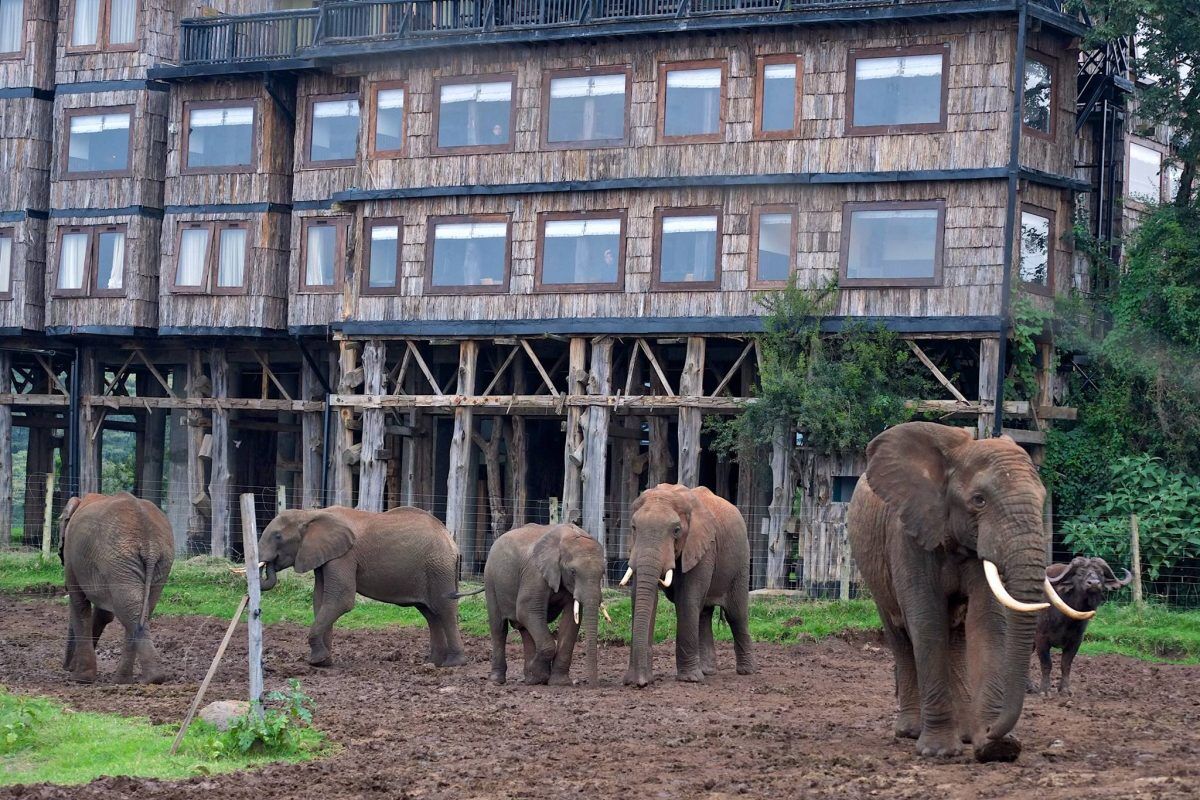 Treetops Aberdares lodge Kenya