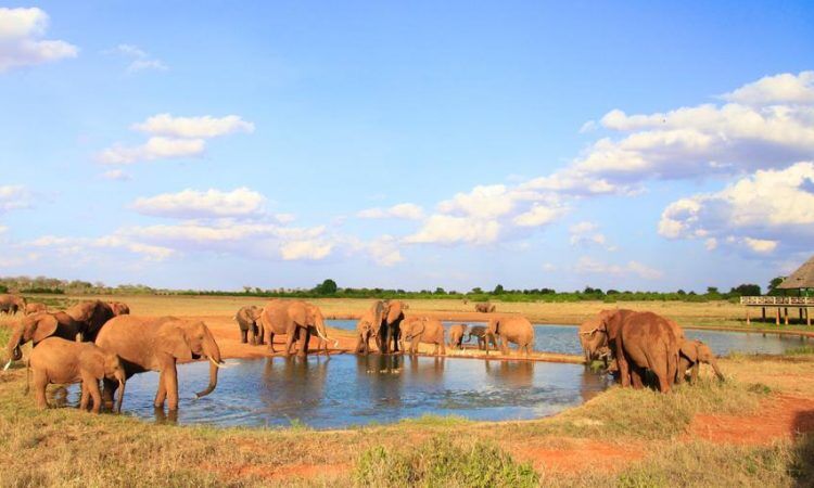 4 days tsavo east and west reviews