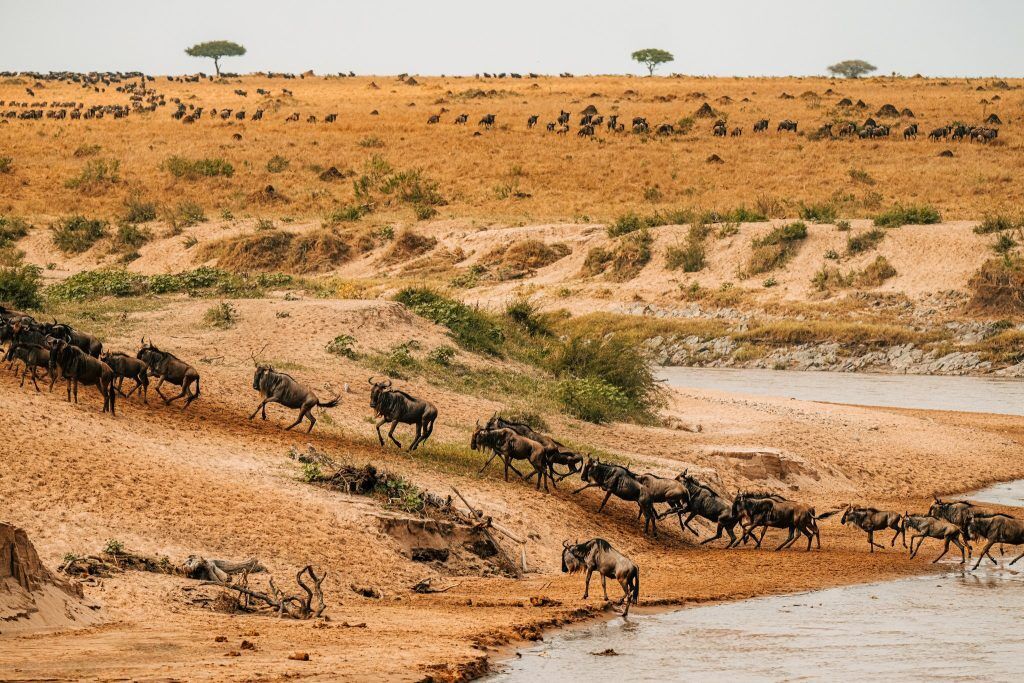 2 Days Maasai Mara Safari from Nairobi