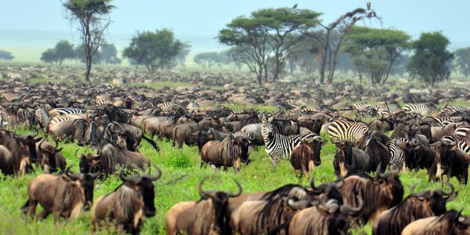 kenya budget safaris