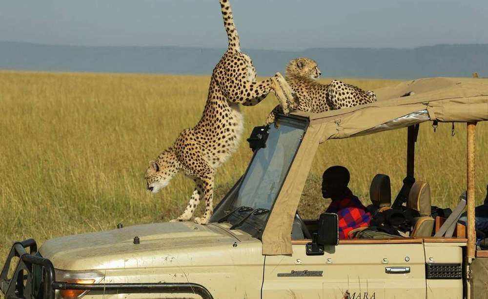 safari tours