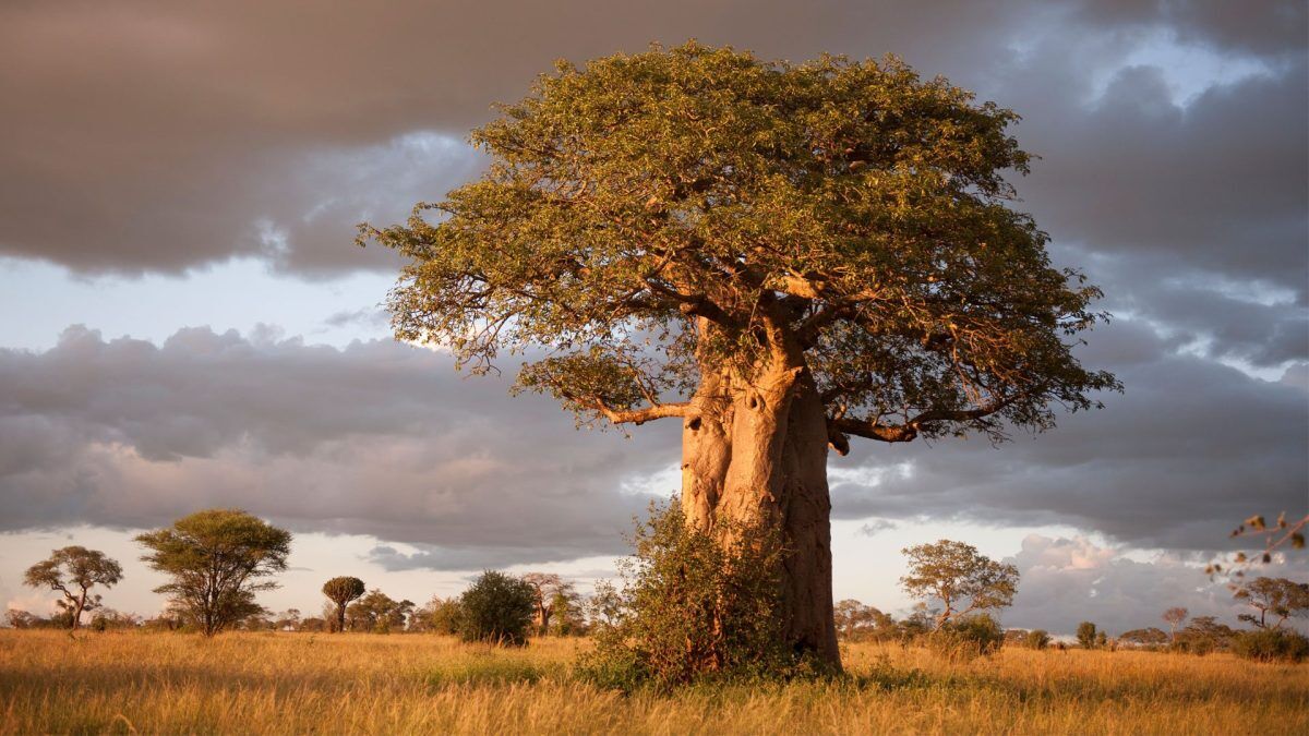 budget kenya safari