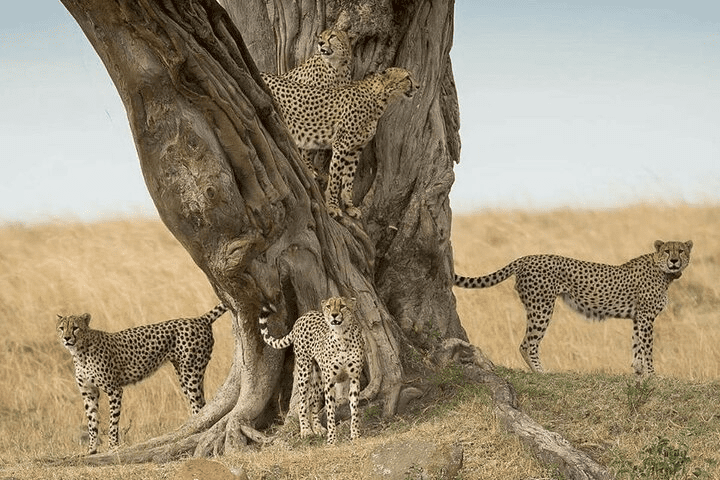 ol pejeta sweet water