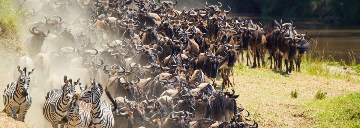 budget kenya safari