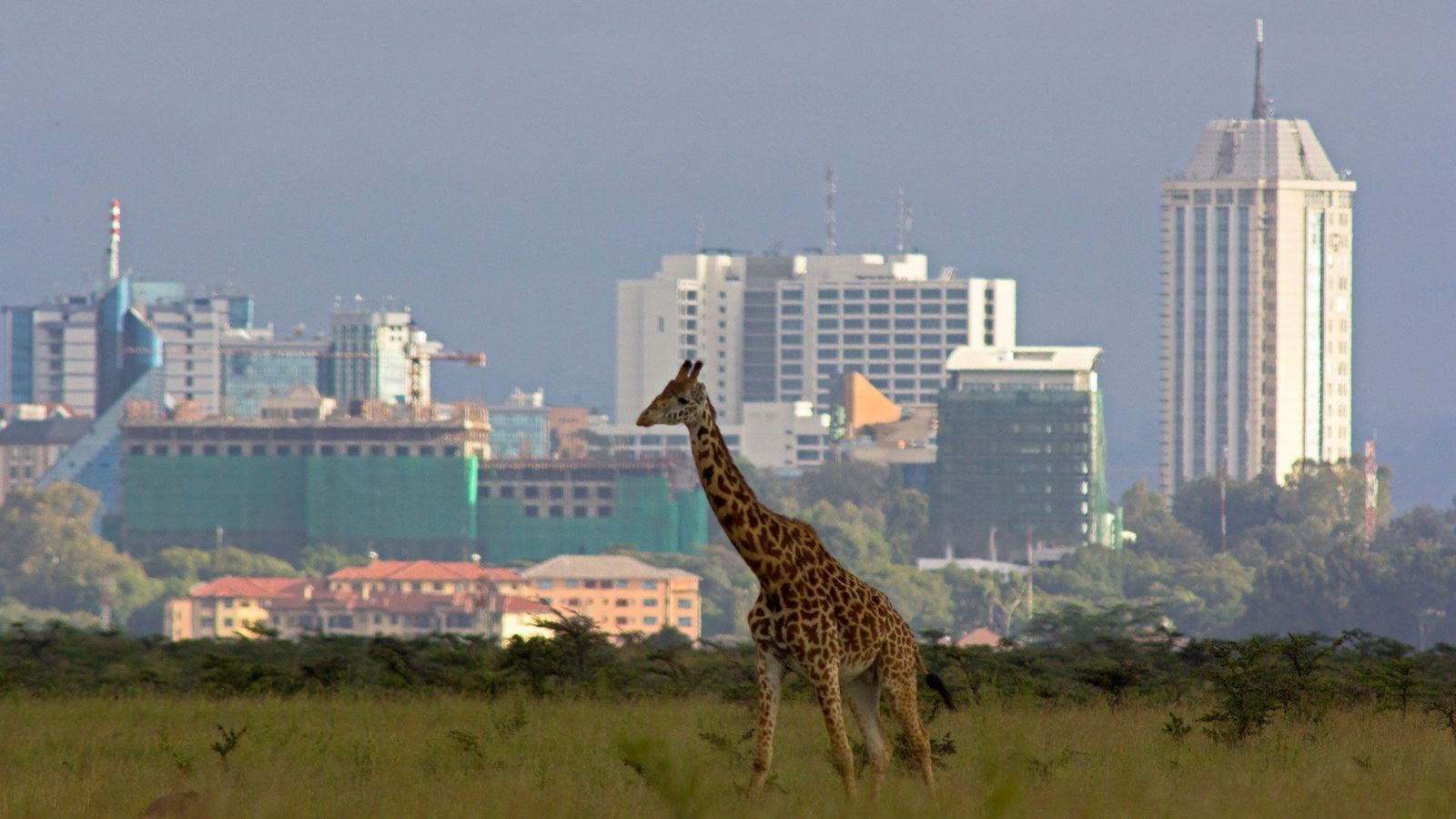 KENYA SAFARI FROM NAIROBI