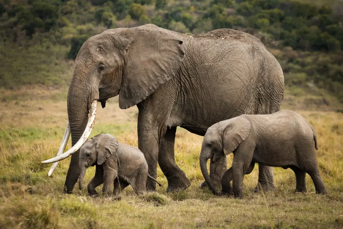 AFRICAN SAFARI TOURS
