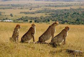 tsavo east safari