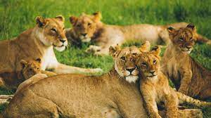 Experience the wild in comfort at Tsavo Lodge Voi. Enjoy luxury stays, Big Five safaris, and breathtaking views in Kenya’s iconic Tsavo East National Park.