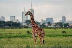 mombasa safari packages from nairobi