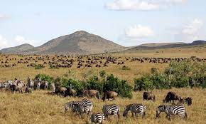 tsavo east safari