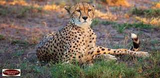 THE WILD HEART OF AFRICA