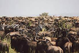 tanzania safari experience