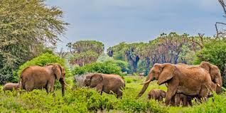 Tsavo National Park in Kenya?