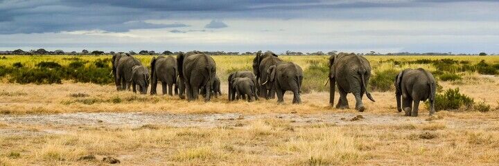 Kenya Tours Safari