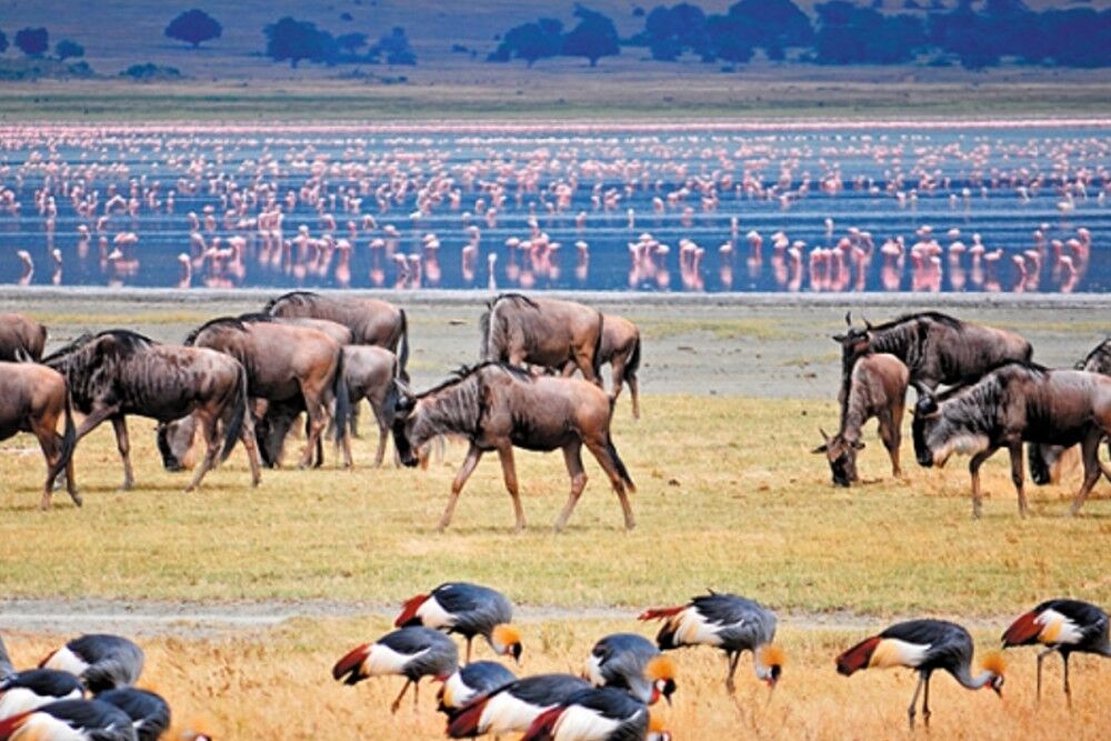 6-Day Masai Mara & Lake Nakuru Safari