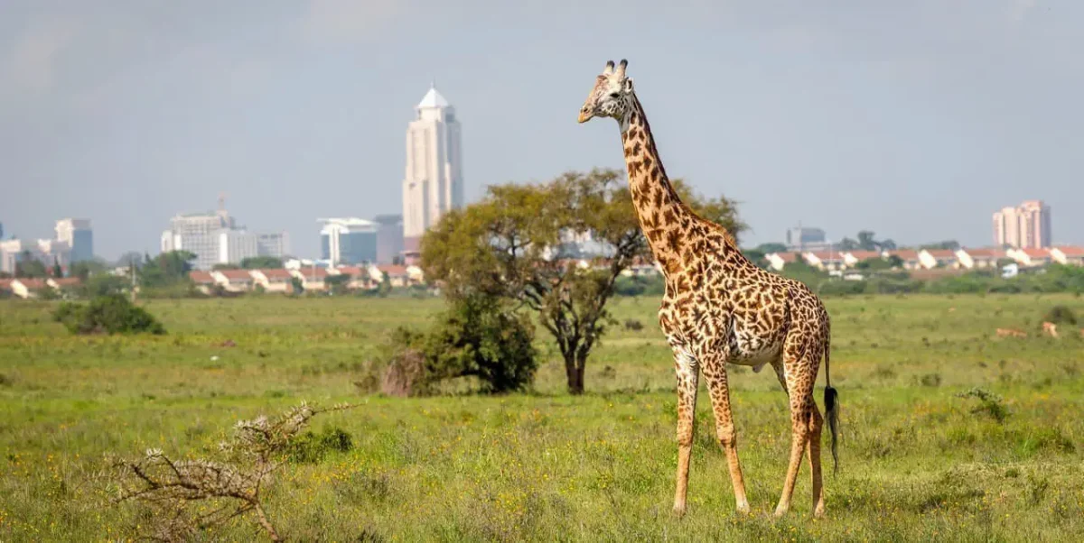 Mombasa Safari Tour Package