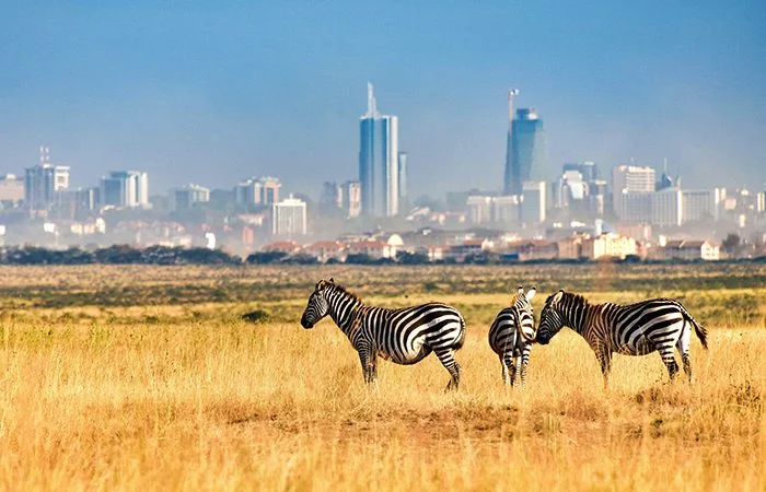 kenya budget safaris