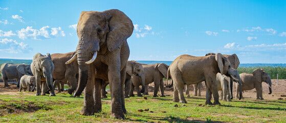African Safari Tours
