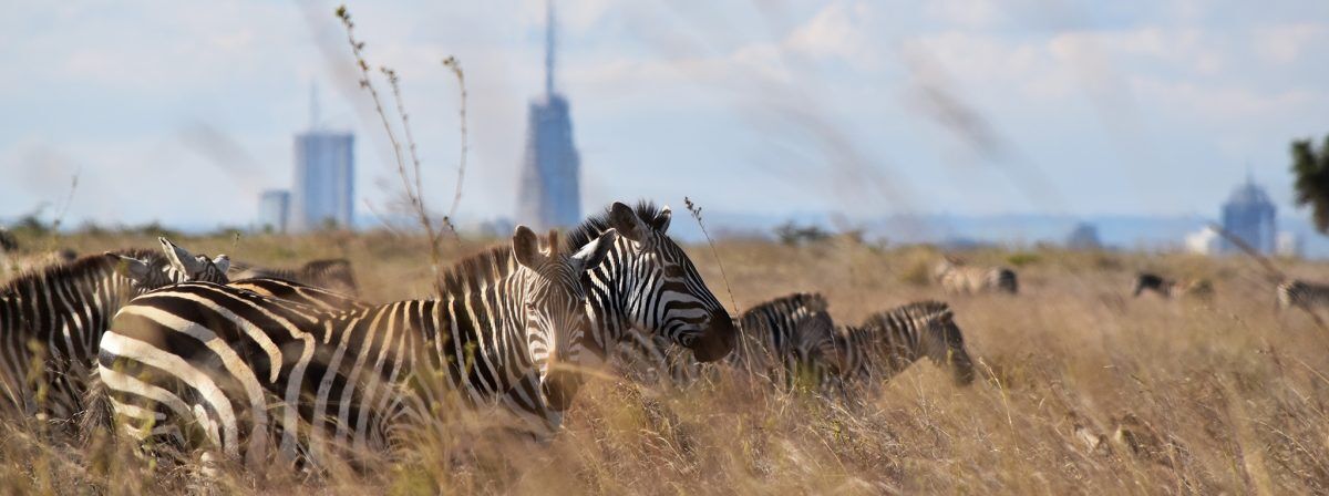 2Day Maasai Mara Safari
