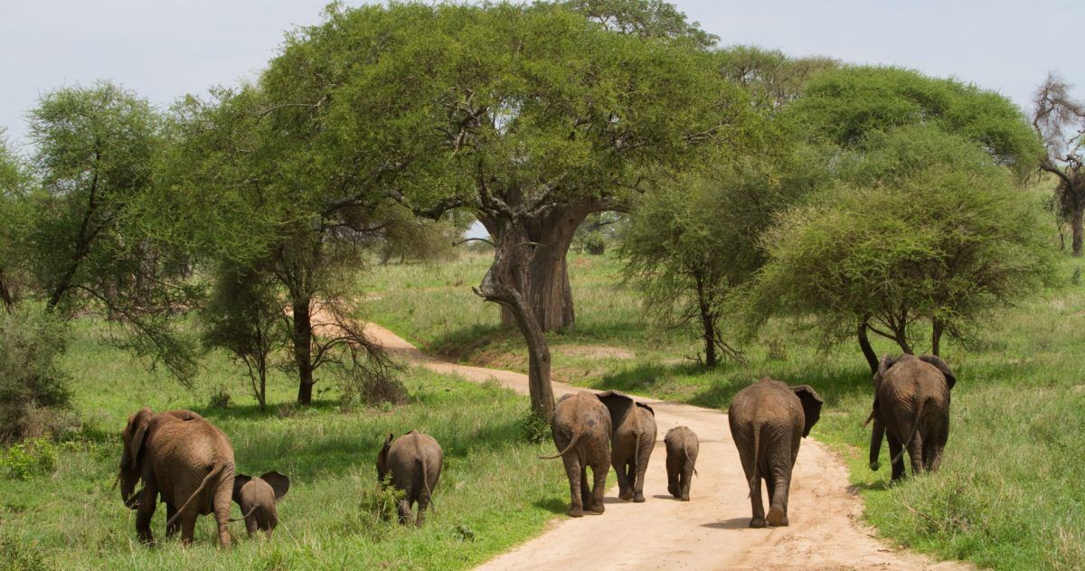 Best Affordable Kenya Safari Packages