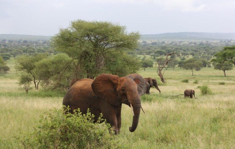2 Days Tsavo East Safari from Diani Beach