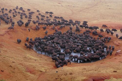 3 days tsavo east and west safari packages