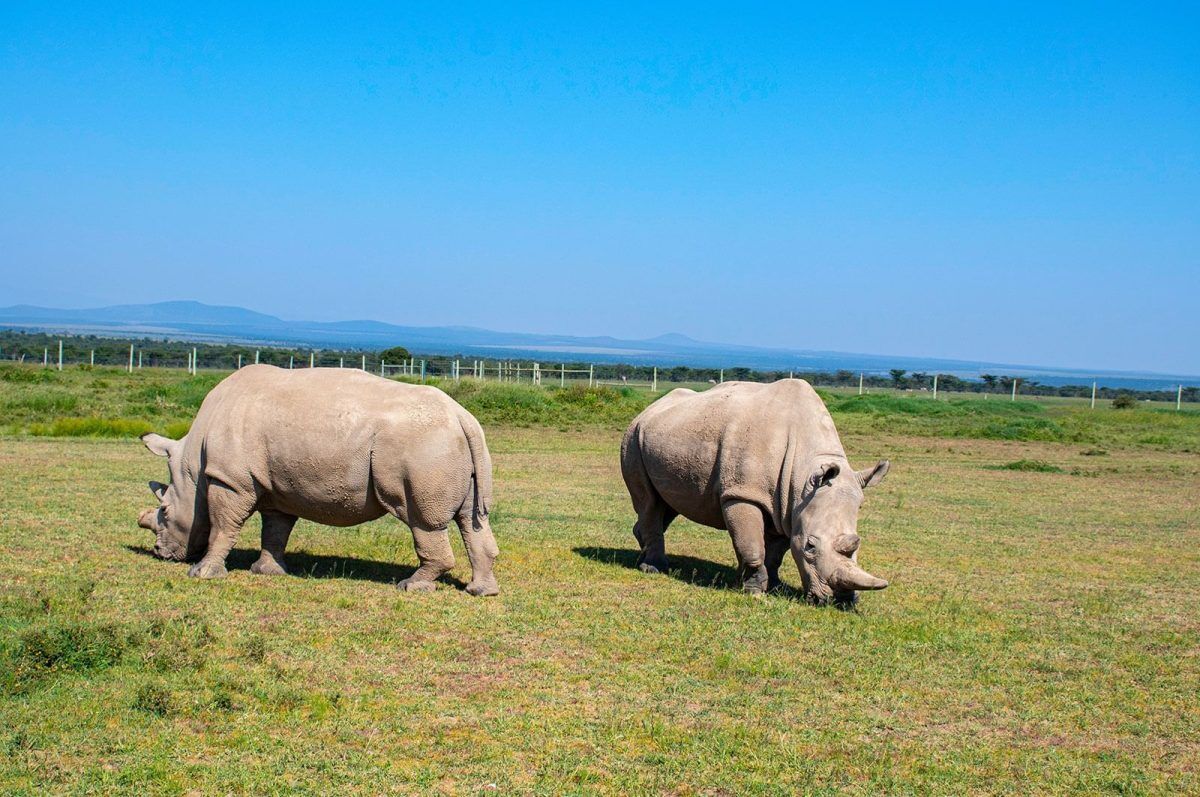 5 Day Tsavo East and Tsavo West
