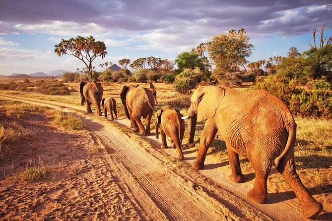 Tsavo East red elephants safari