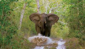National Parks and Game Reserves in Kenya