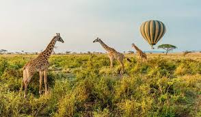 Tanzania Kenya Safaris