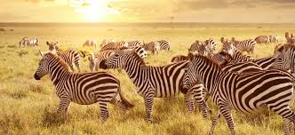 Tanzania Kenya Safaris