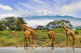 Tsavo East Safari