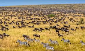 Tours and Safari Kenya