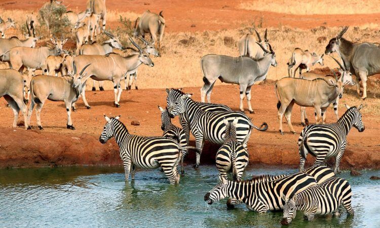 Kenya Tours and Safari