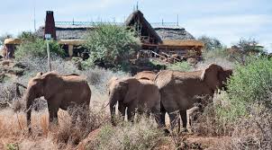 Kenya Safari Lodges