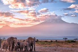 Safari of Kenya
