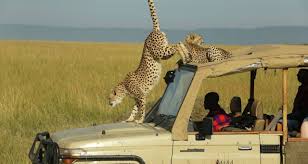 safari and beach holidays in kenya