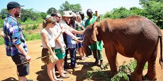 Kenya Safari Operators