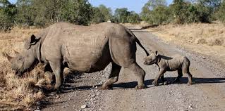 Kenya Tours Safari