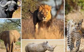 Big Five Safari