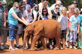 sheldrick elephant orphanage