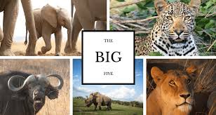 Big Five Safari
