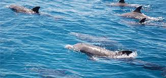 Mombasa Safari Packages