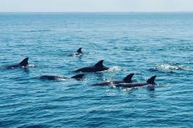 Watamu to Tsavo East Safari