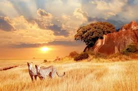 Tours and Safari Kenya