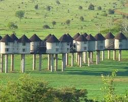 Safari of Kenya