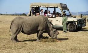Kenya Safari Package
