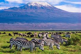Tsavo East Safari from Diani Beach