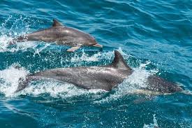 Mombasa Tour Operators
